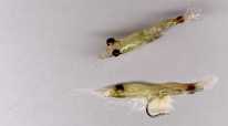 crevettes_miniature ! Cliquez sur la photo pour voir leur vraie taille