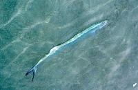 Le poisson sabre. Il faut cliquer sur la vignette, la photo en taille normale s'ouvre... cliquez sur la photo pour revenir en arrire.