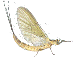 Ephemera danica... La mouche de mai !